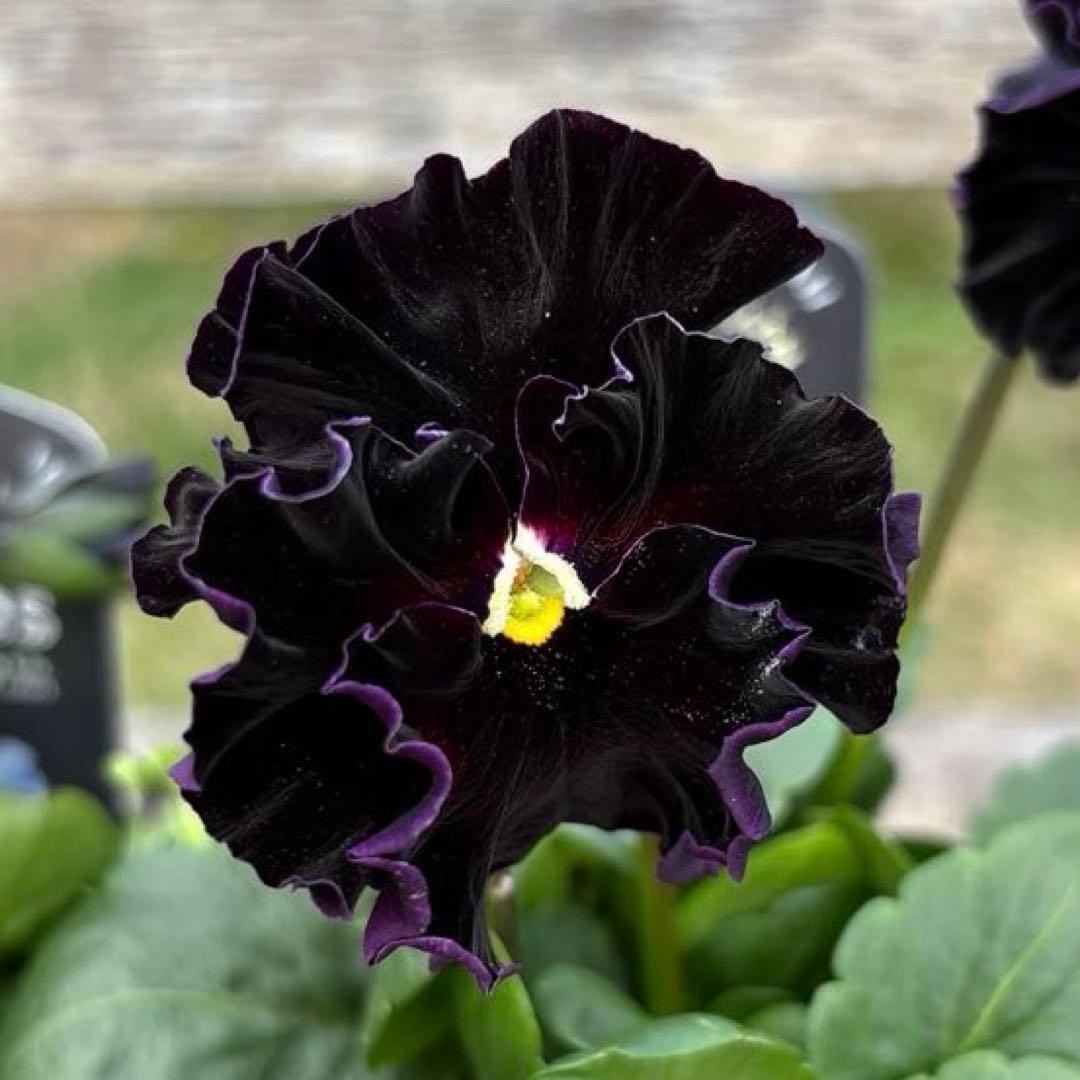 MIYABI様ご依頼品　フェデネージュ3苗 みはなだ3苗他3苗　計9苗メルカリ便