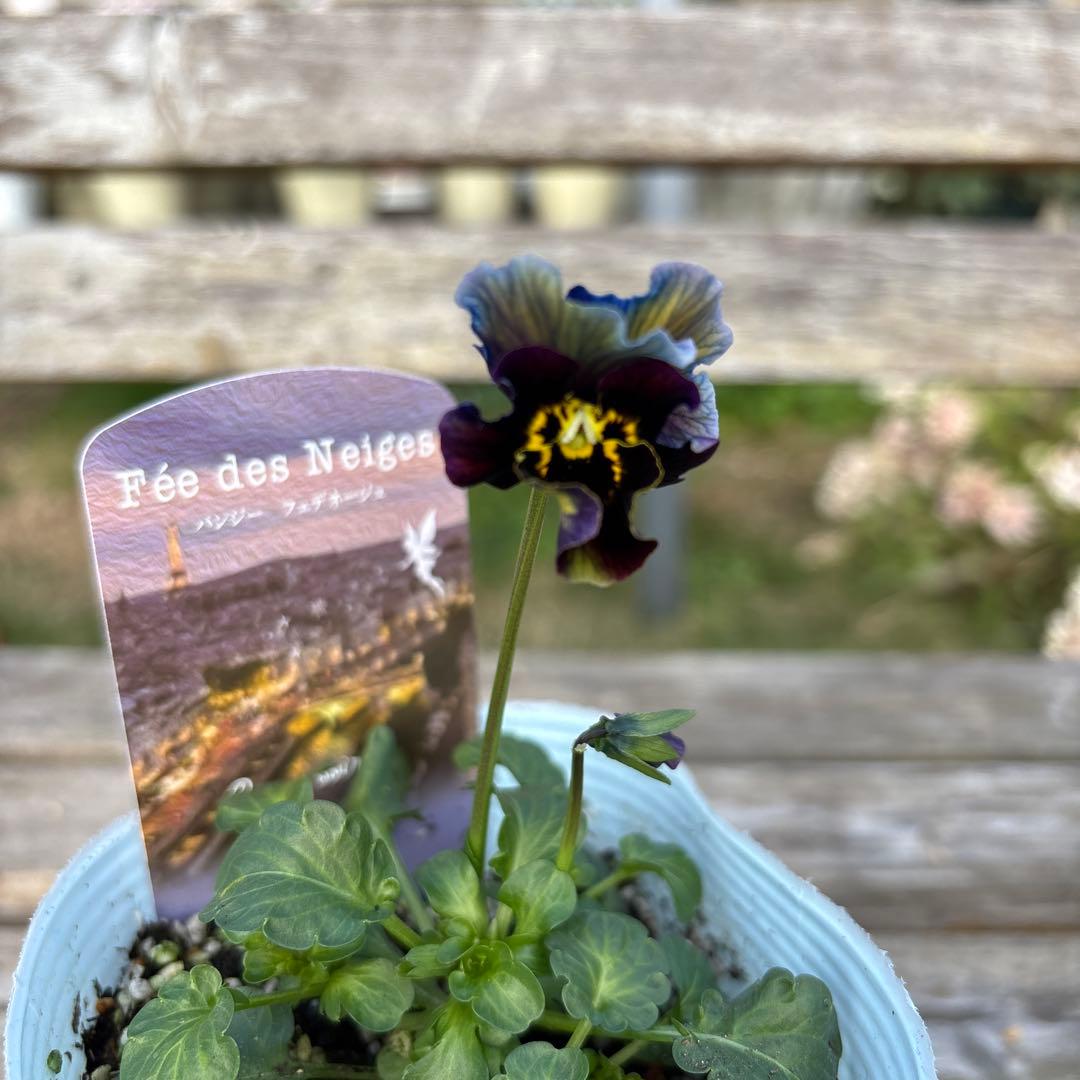 MIYABI様ご依頼品　フェデネージュ3苗 みはなだ3苗他3苗　計9苗メルカリ便