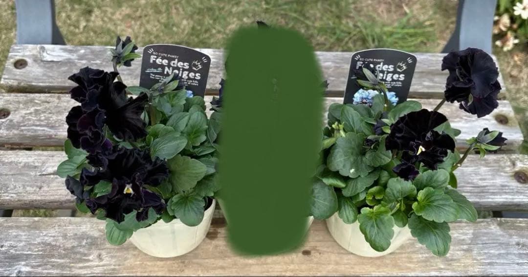 MIYABI様ご依頼品　フェデネージュ3苗 みはなだ3苗他3苗　計9苗メルカリ便