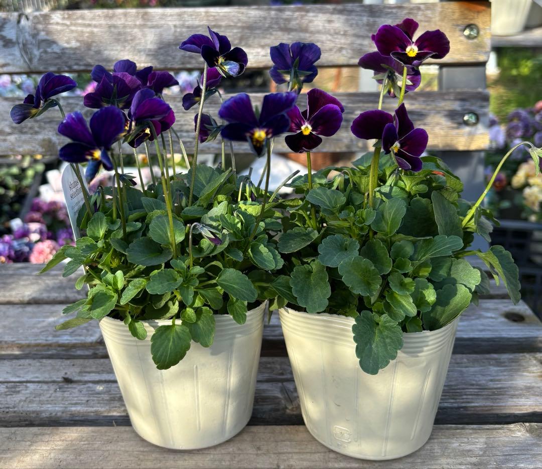 MIYABI様ご依頼品　フェデネージュ3苗 みはなだ3苗他3苗　計9苗メルカリ便