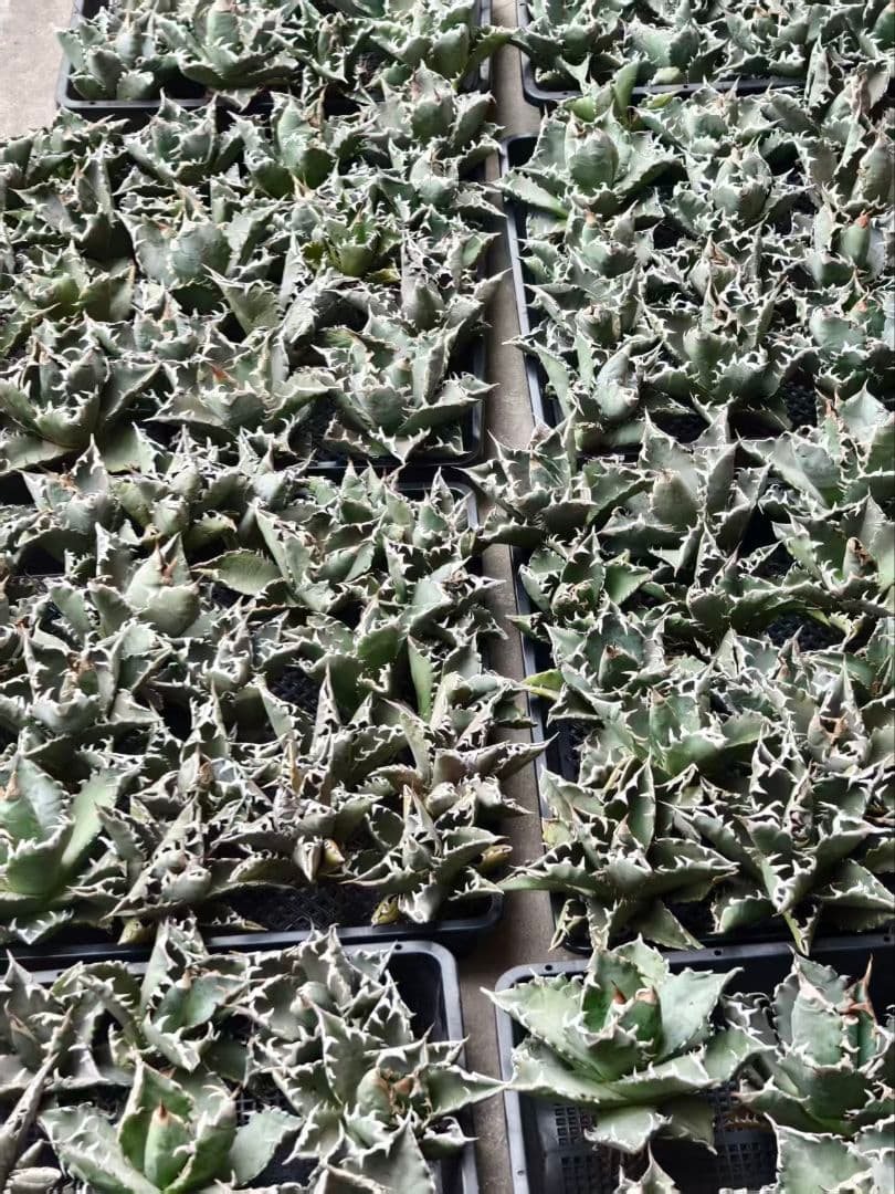 特選 アガベ チタノタ）（暴君 5株） 超強狂棘 極上5株同捆 - メルカリ