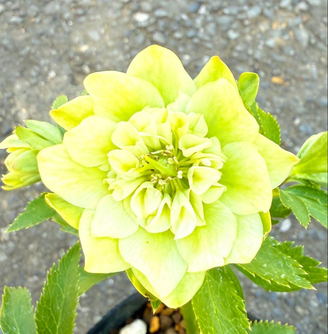 ☆大木ナーセリー ディプティック☆クリスマスローズ開花株 - メルカリ