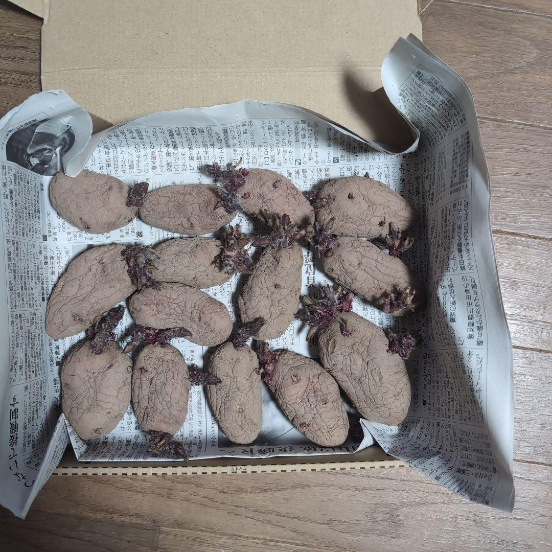 じゃがいも あかね風 発芽すみ - メルカリ