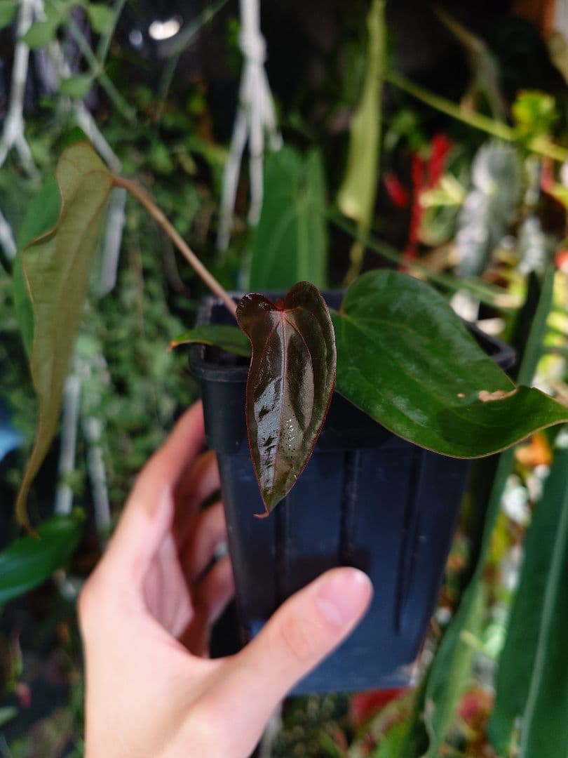 Anthurium Subsignatum x RVDP 分け株 - メルカリ