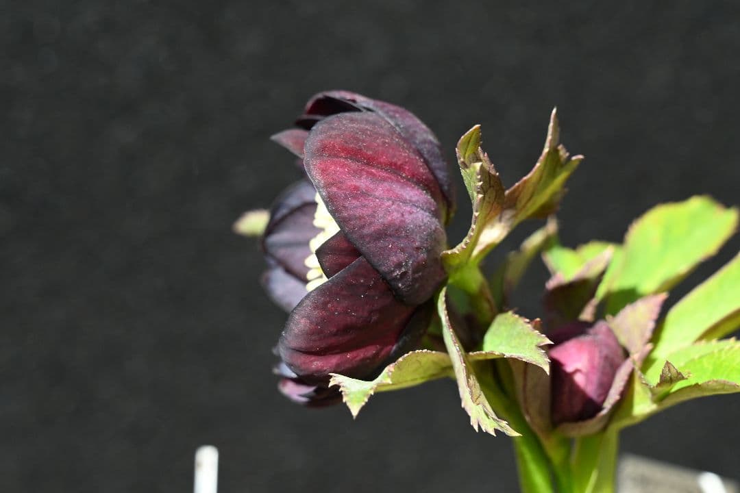 クリスマスローズ 認定ブラックゴールド 加藤農園 - メルカリ