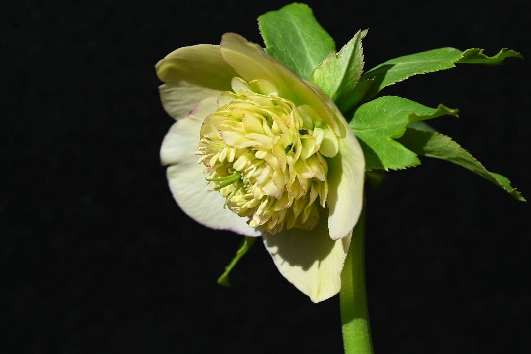 クリスマスローズ　認定モーリー　メビウス交配　加藤農園