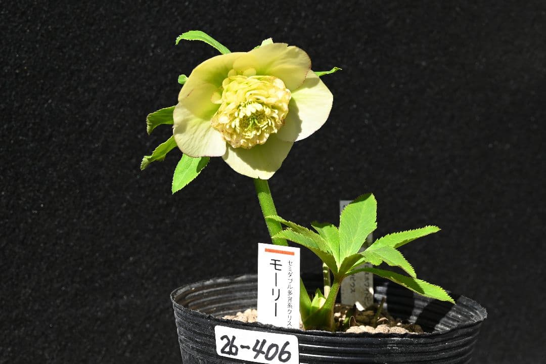 クリスマスローズ　認定モーリー　メビウス交配　加藤農園