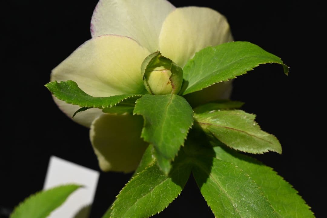 クリスマスローズ　認定モーリー　メビウス交配　加藤農園