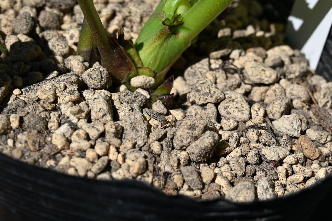 クリスマスローズ　認定モーリー　メビウス交配　加藤農園