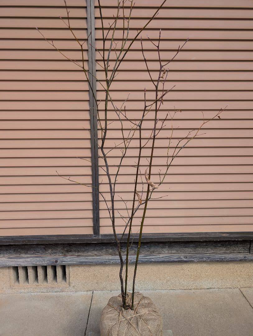 クロモジ　株立　①