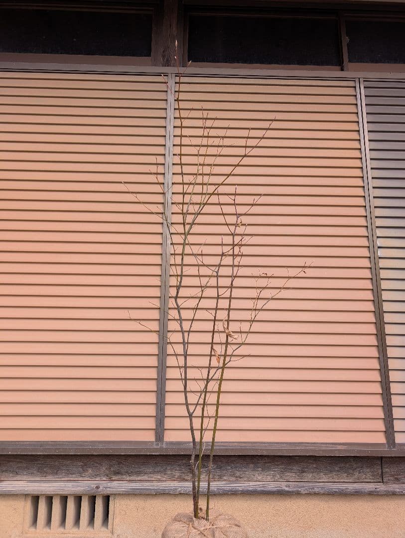 クロモジ　株立　①