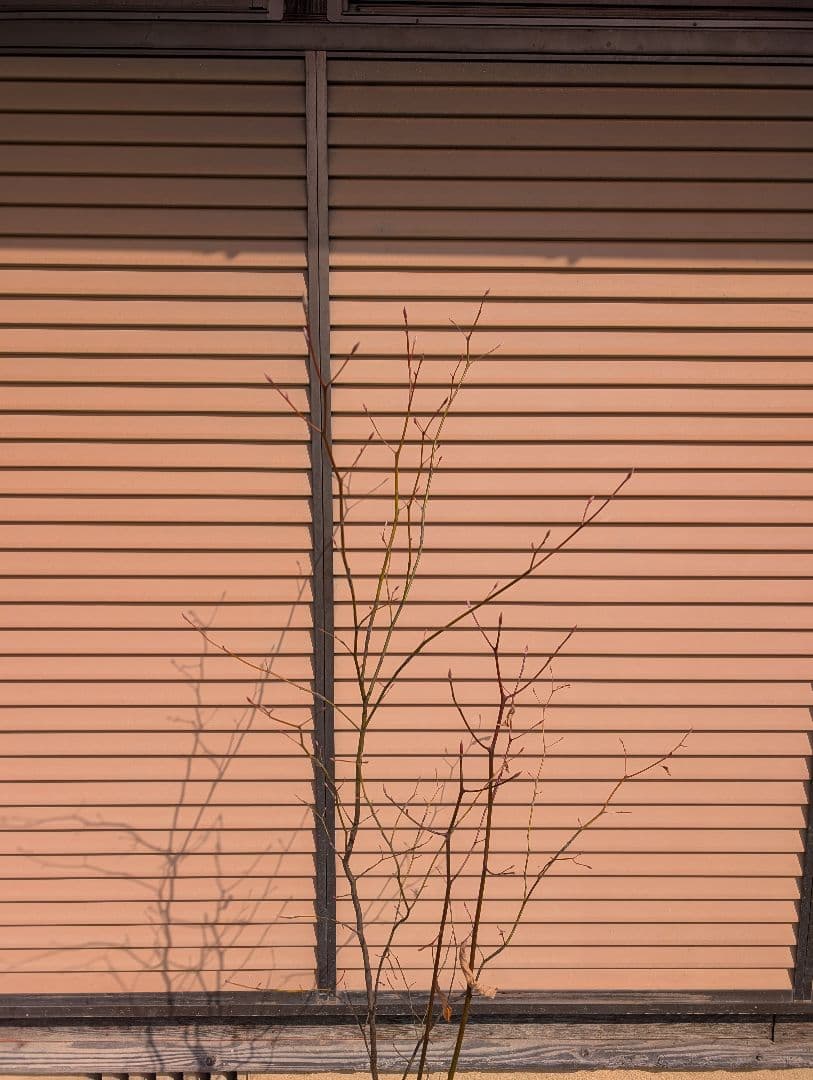 クロモジ　株立　①