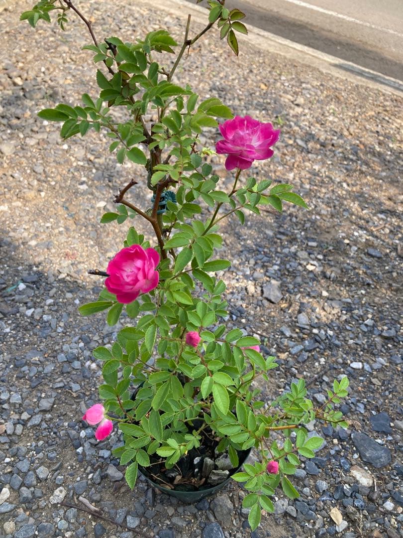 バラ苗 わ あ◯のう○ 　1苗売り