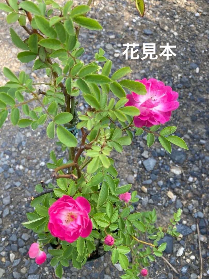 バラ苗 わ あ◯のう○ 　1苗売り