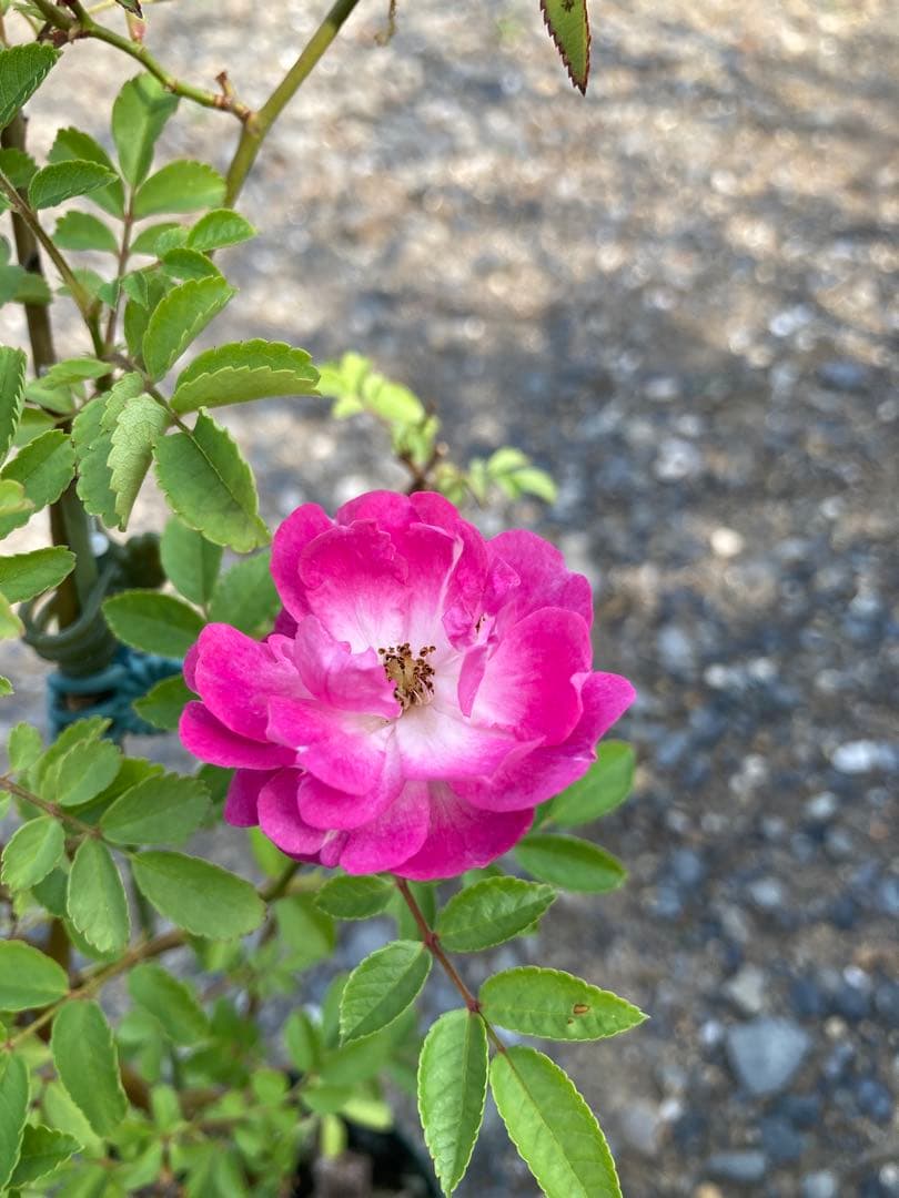 バラ苗 わ あ◯のう○ 　1苗売り