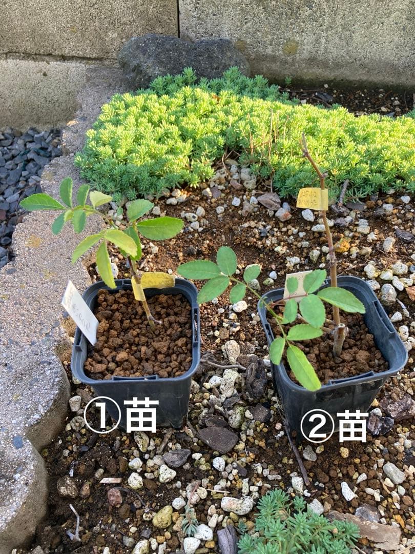 バラ苗 わ あ◯のう○ 　1苗売り