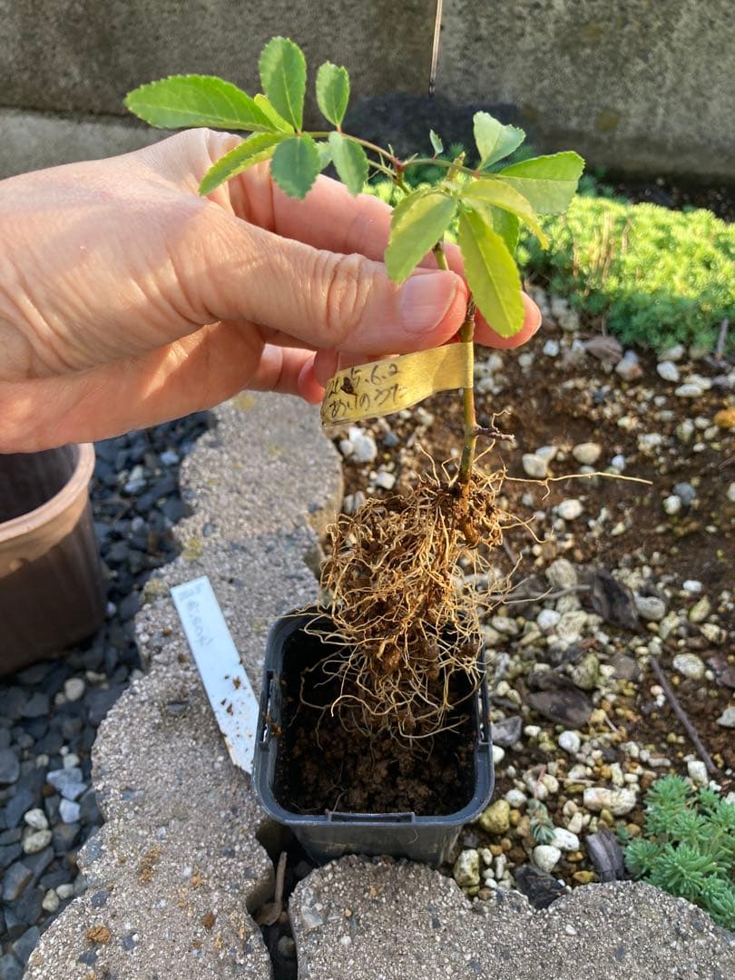 バラ苗 わ あ◯のう○ 　1苗売り