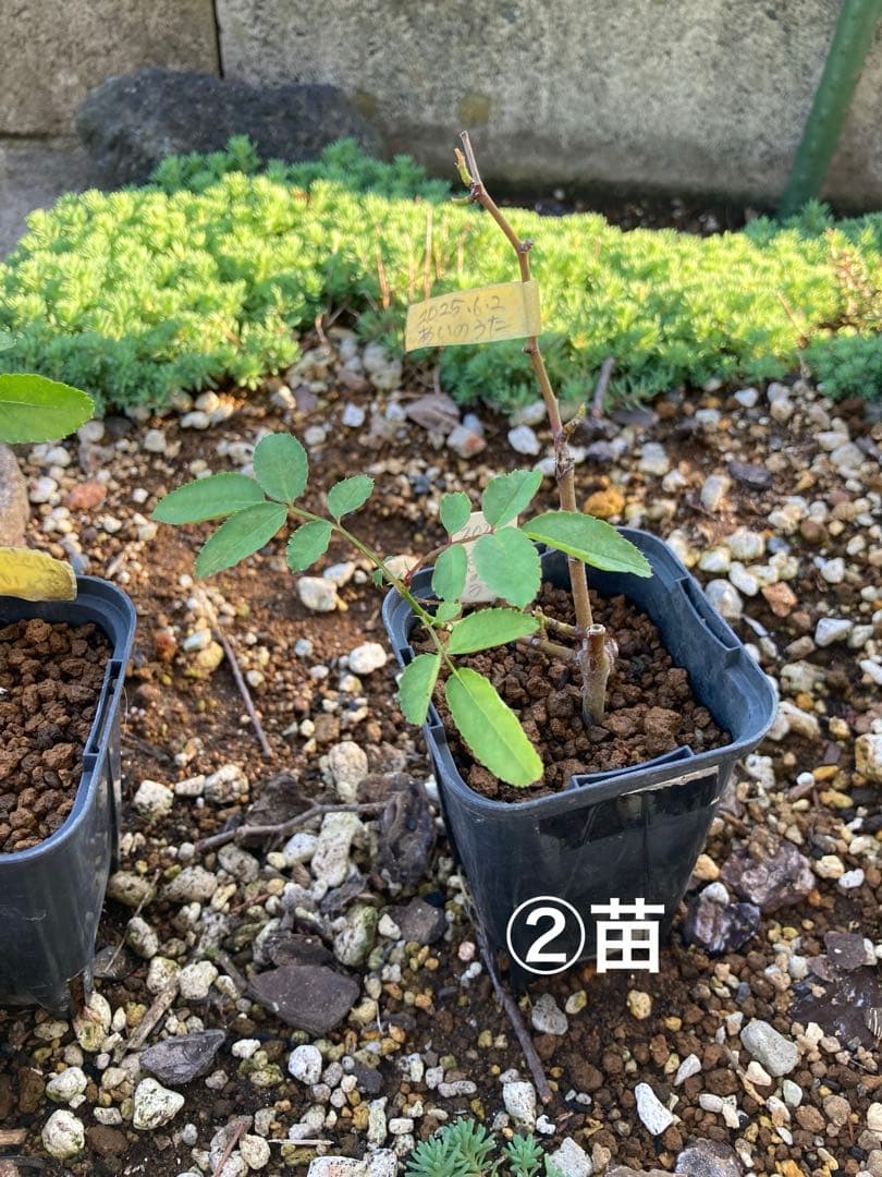 バラ苗 わ あ◯のう○ 　1苗売り