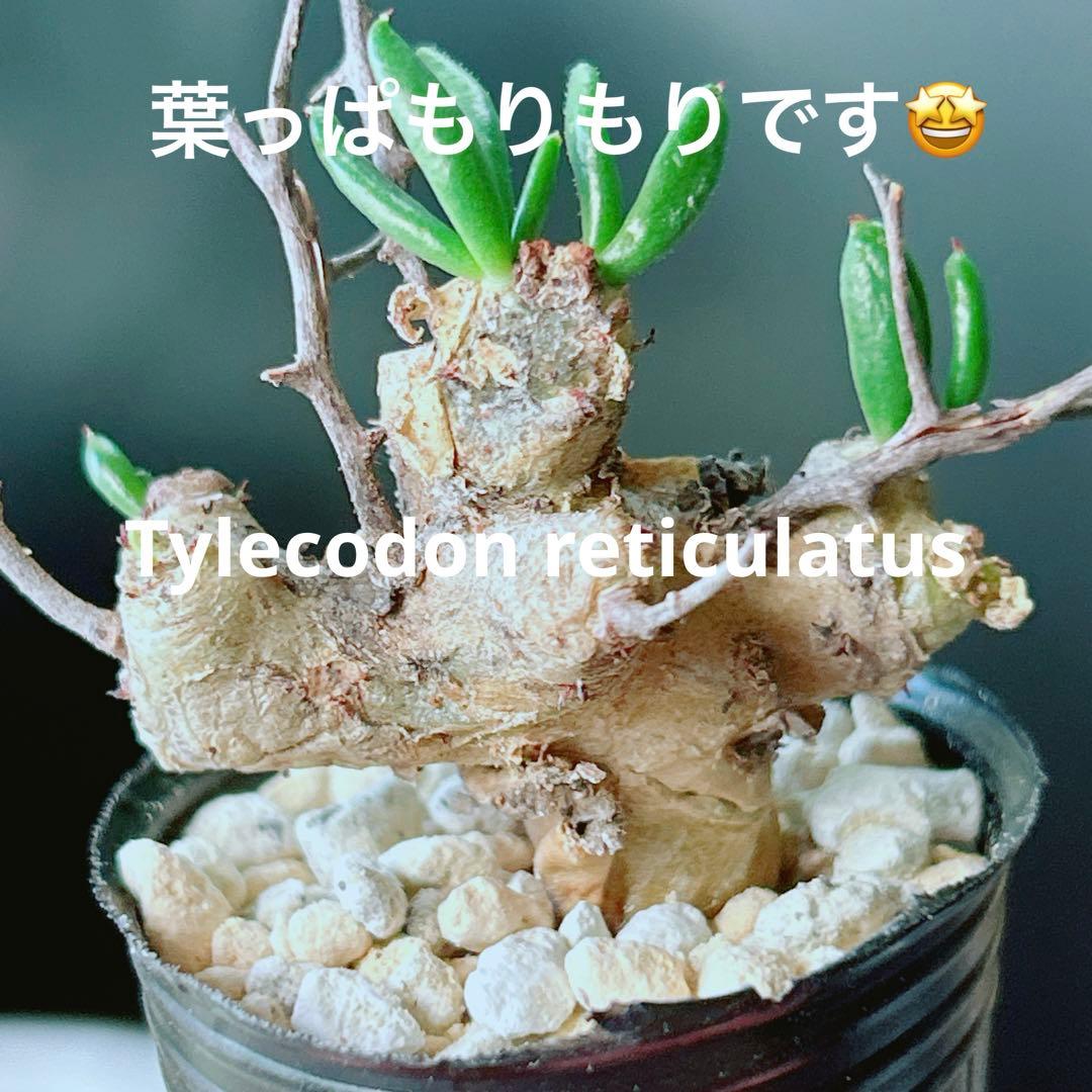 早い者勝ち☆発根促進処理済み♪】 チレコドン レティキュラーツス
