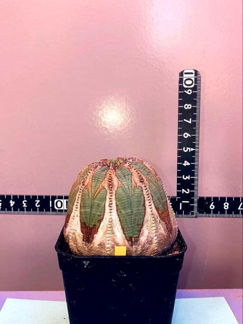 《3号Y》ユーフォルビア　オールド　オベサ　雌株