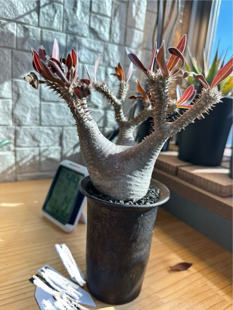 パキポディウム マカイエンセ 現地球 コレクション株