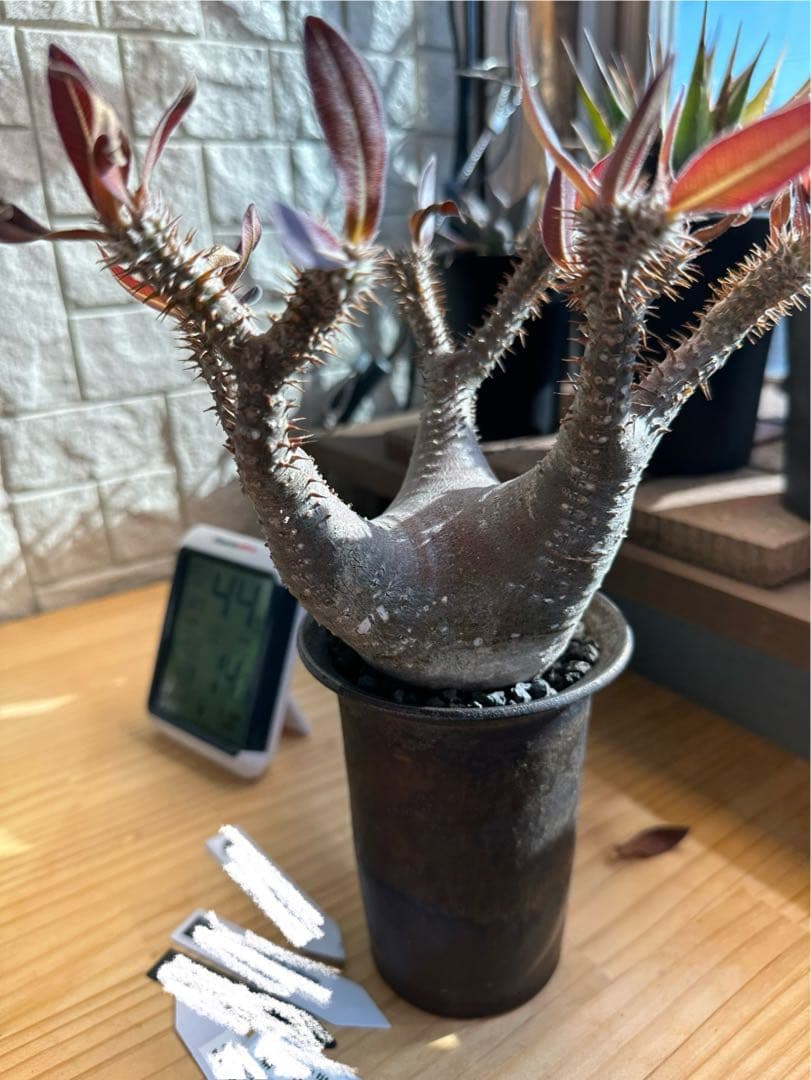 パキポディウム マカイエンセ 現地球 コレクション株