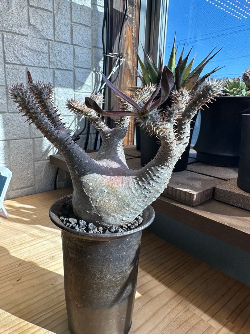 パキポディウム マカイエンセ 現地球 コレクション株