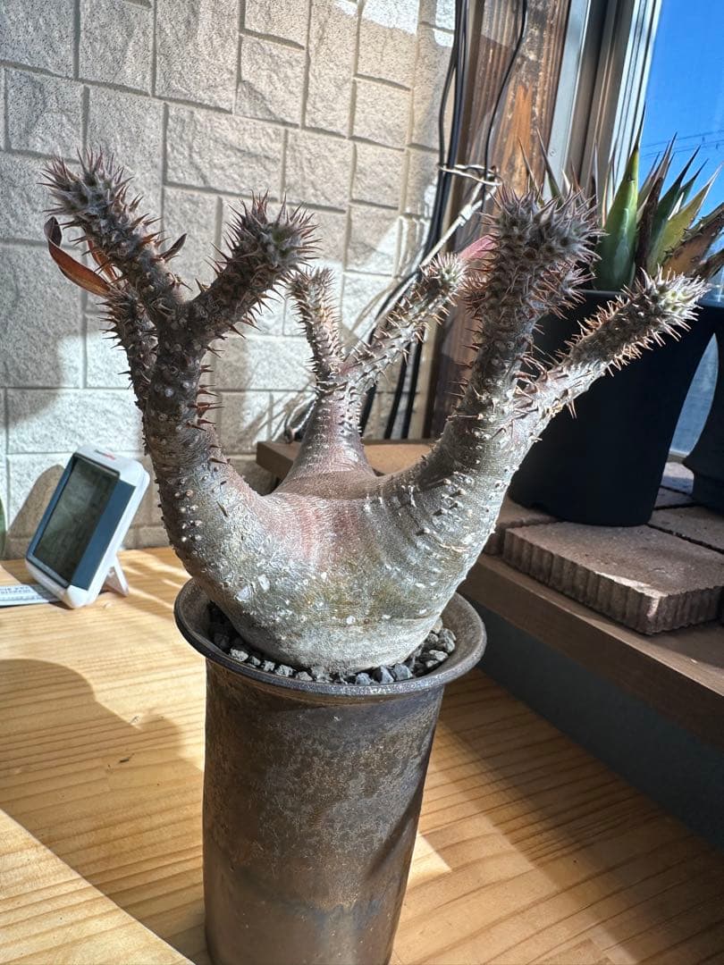 パキポディウム マカイエンセ 現地球 コレクション株