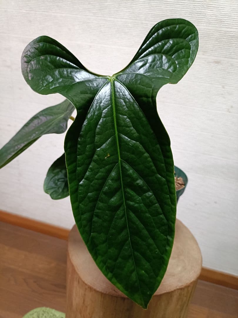 その他観葉植物 Anthurium Happy Bunny 'Inverse crossing'