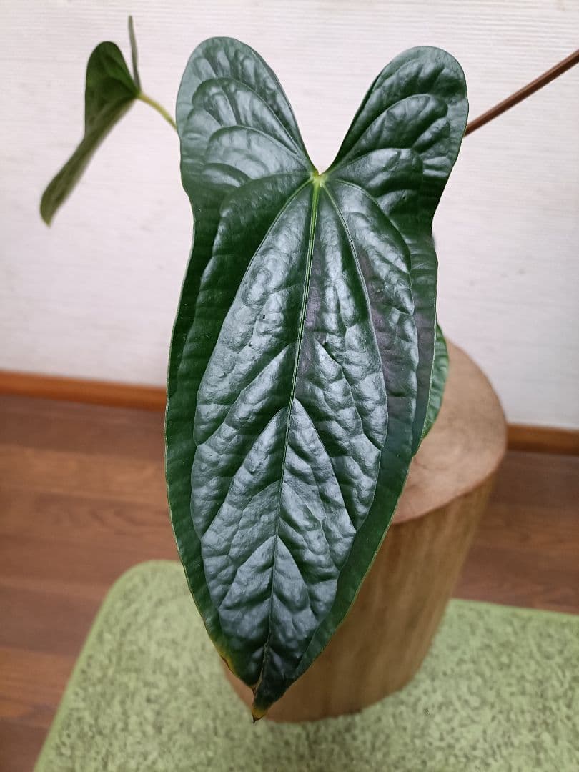 その他観葉植物 Anthurium Happy Bunny 'Inverse crossing'