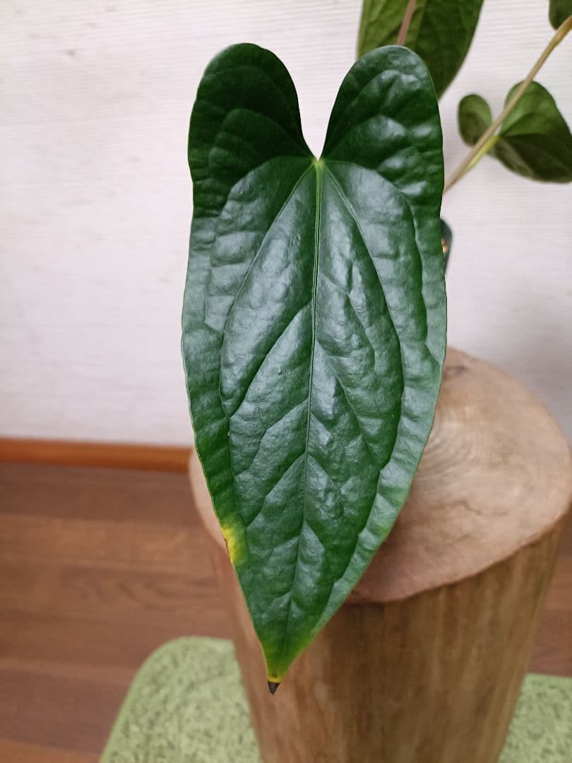 その他観葉植物 Anthurium Happy Bunny 'Inverse crossing'