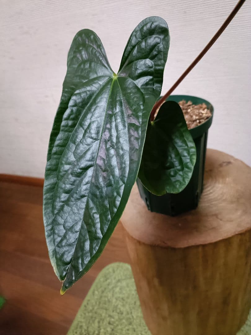 その他観葉植物 Anthurium Happy Bunny 'Inverse crossing'
