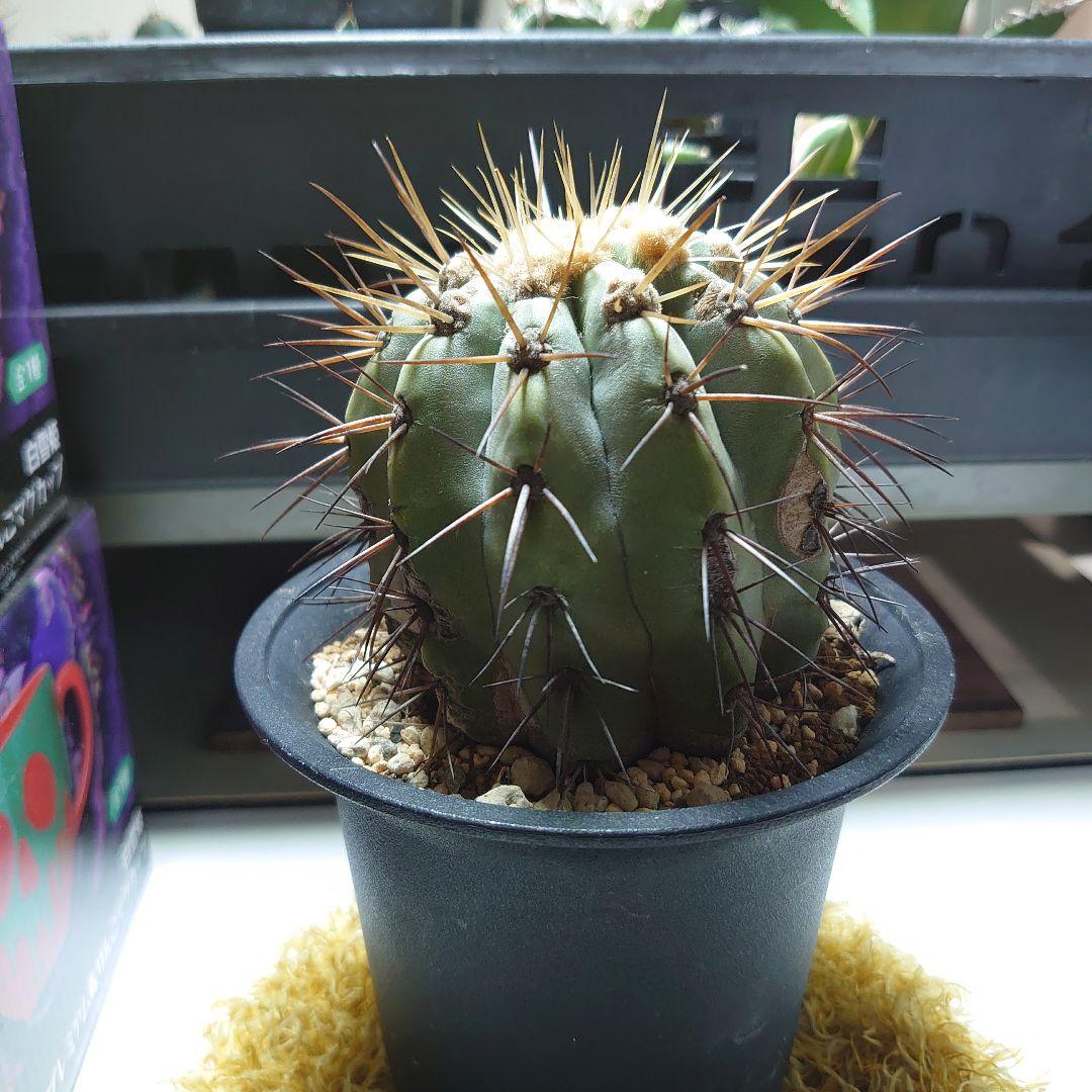 【良型！】逆鱗丸 コピアポア ハセルトニアナ