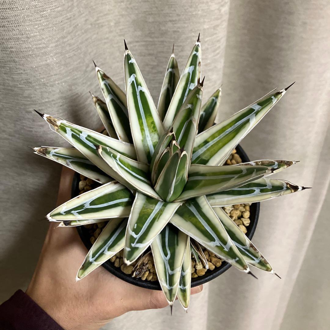 アガベ 笹の雪 氷山