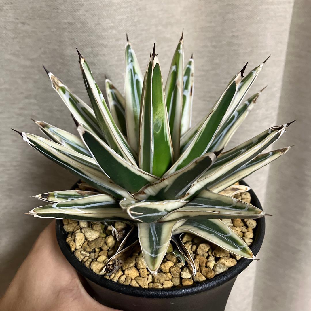 アガベ 笹の雪 氷山