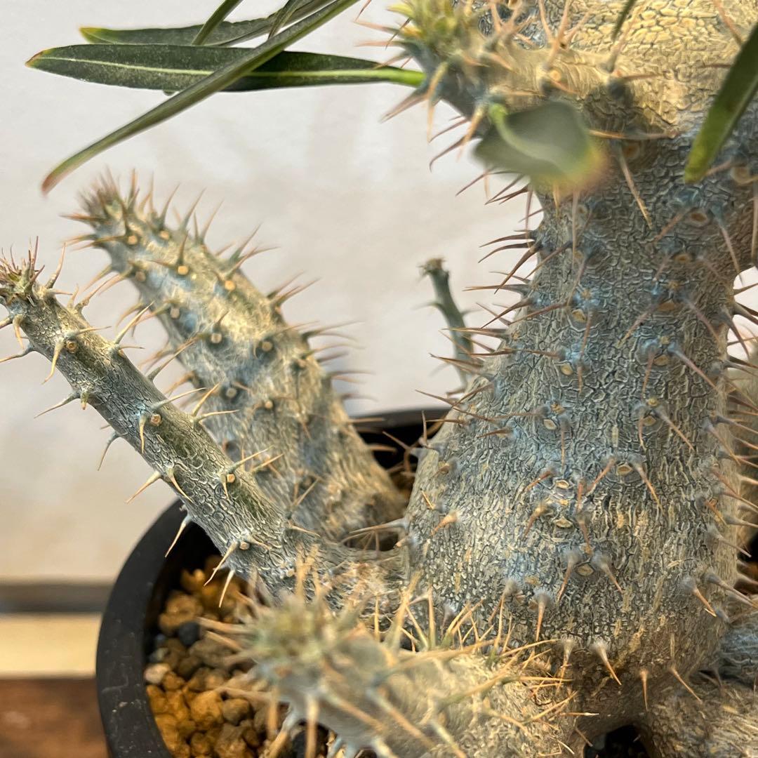 【美株】パキポディウムグラキリス 多頭 国内実生 塊根植物 多肉 サボテン