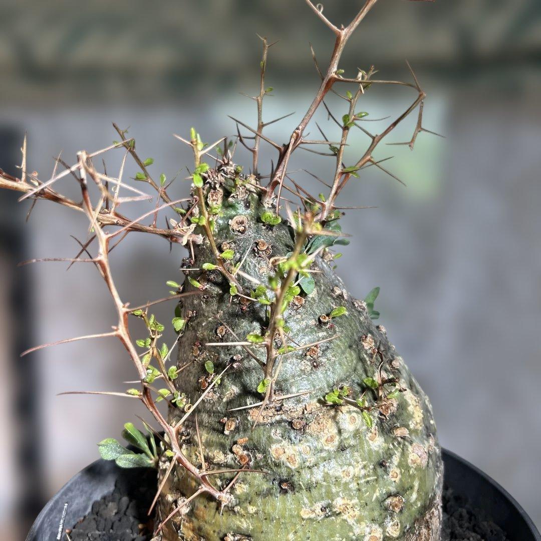 その他観葉植物 Foquieria columnnaris