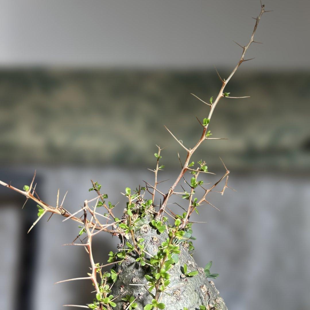 その他観葉植物 Foquieria columnnaris