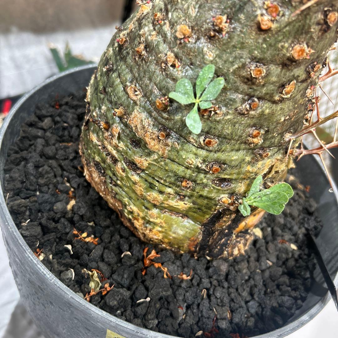 その他観葉植物 Foquieria columnnaris