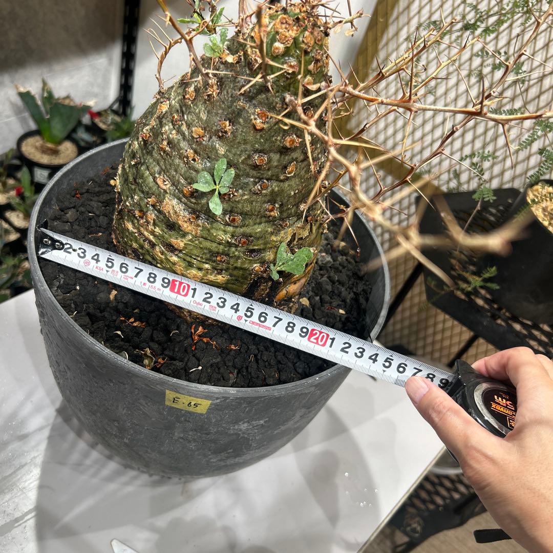 その他観葉植物 Foquieria columnnaris