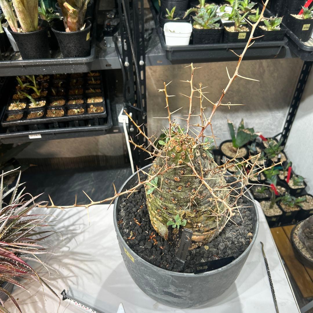 その他観葉植物 Foquieria columnnaris