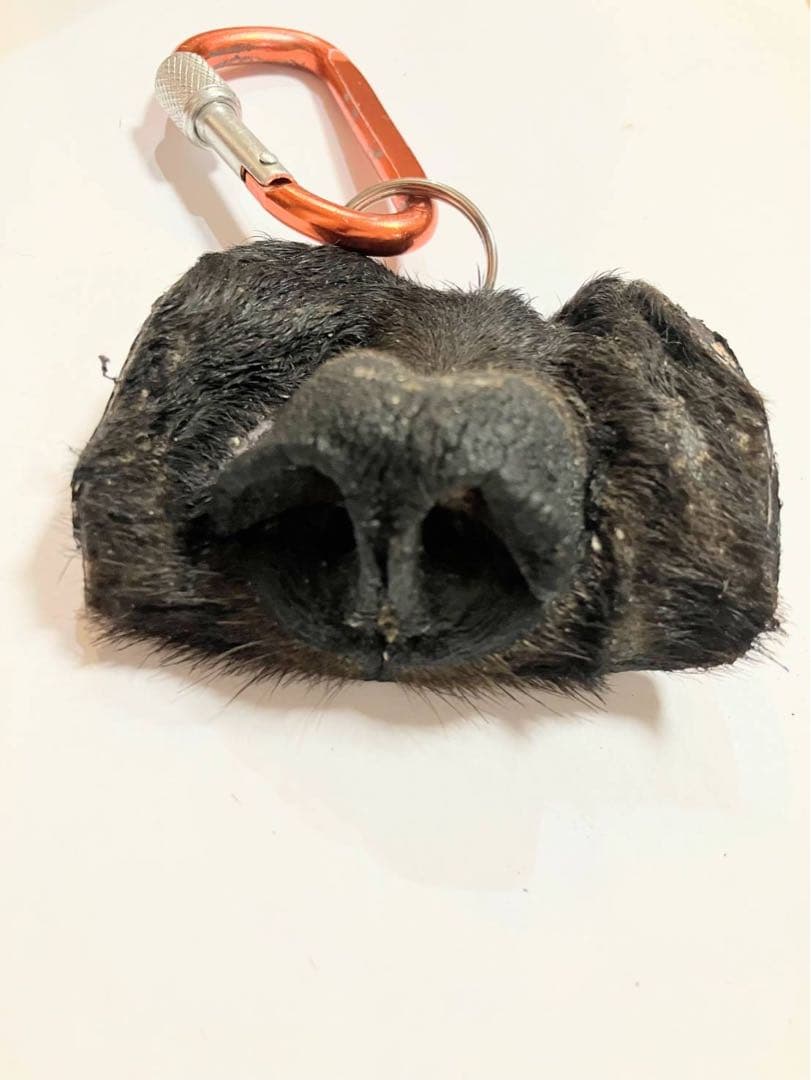 リアル熊の鼻キーホルダー カラビナ付き