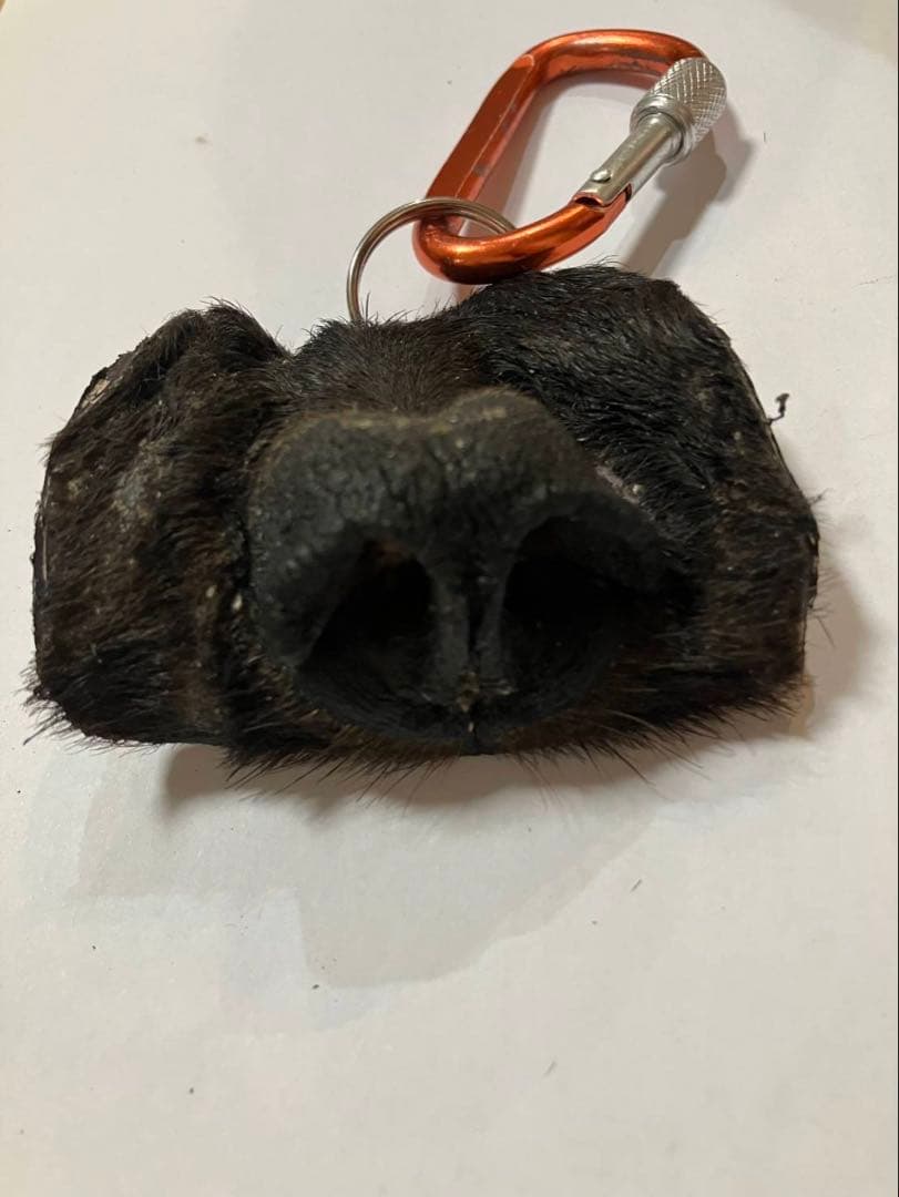 リアル熊の鼻キーホルダー カラビナ付き