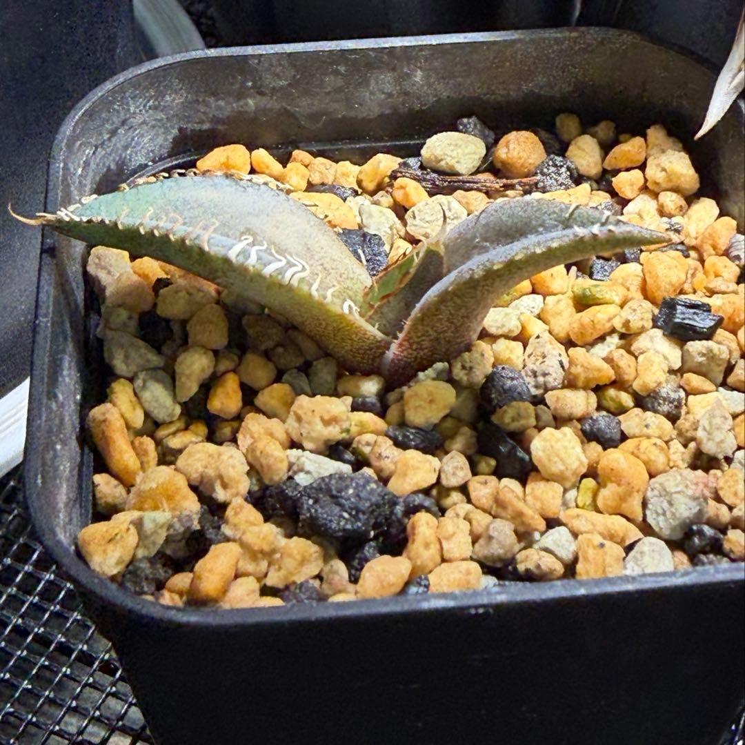 agave titanota Neptune アガベ チタノタ ネプチューン