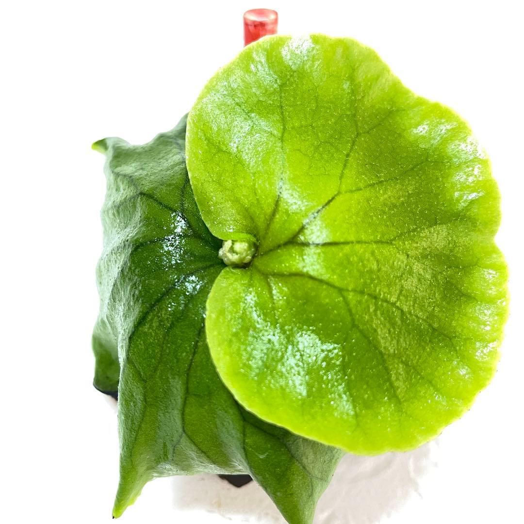 確認用チャンタブーン Chanthaboon コロ白×リドレイ 胞子培養株③