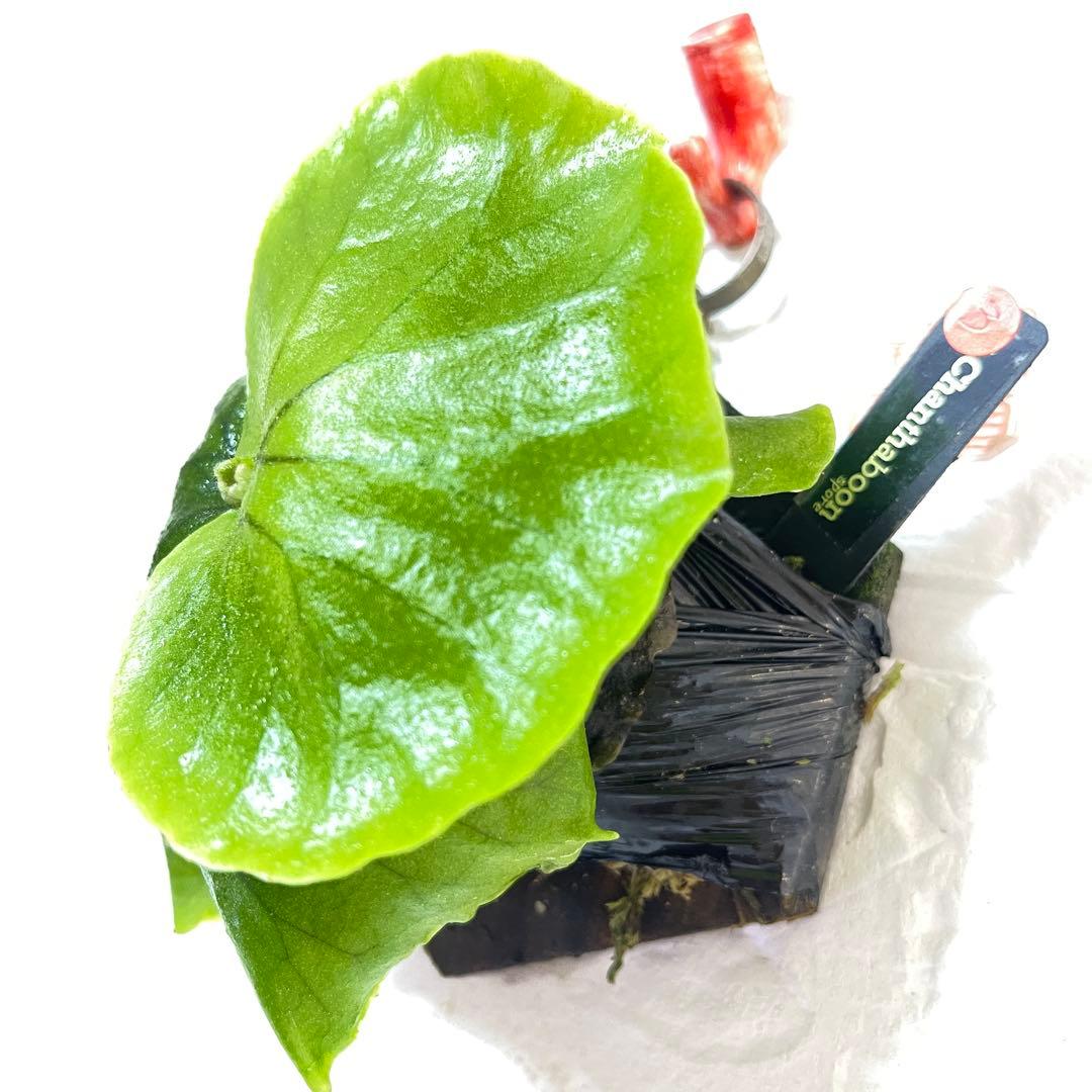 確認用チャンタブーン Chanthaboon コロ白×リドレイ 胞子培養株③