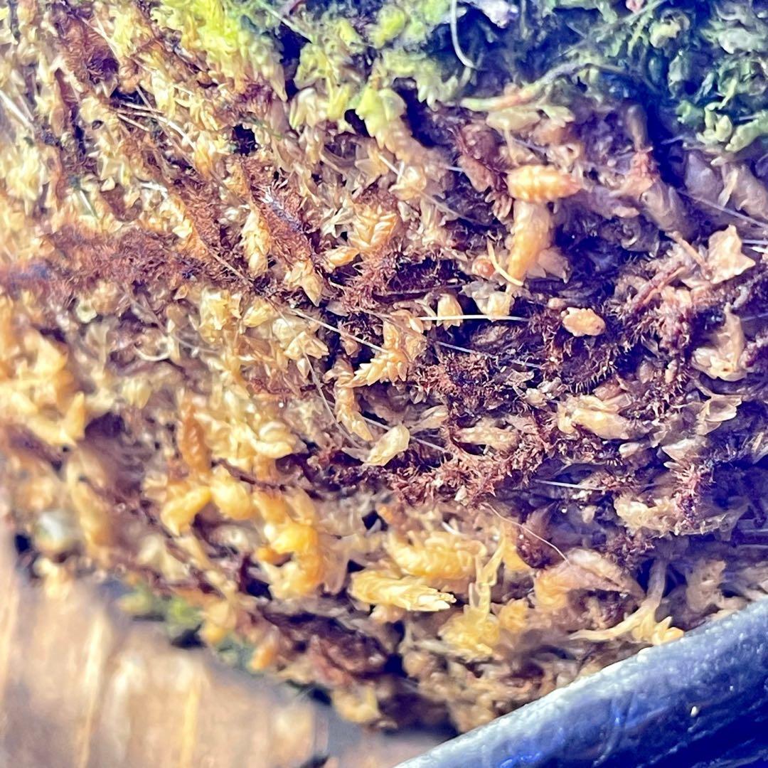 確認用チャンタブーン Chanthaboon コロ白×リドレイ 胞子培養株③