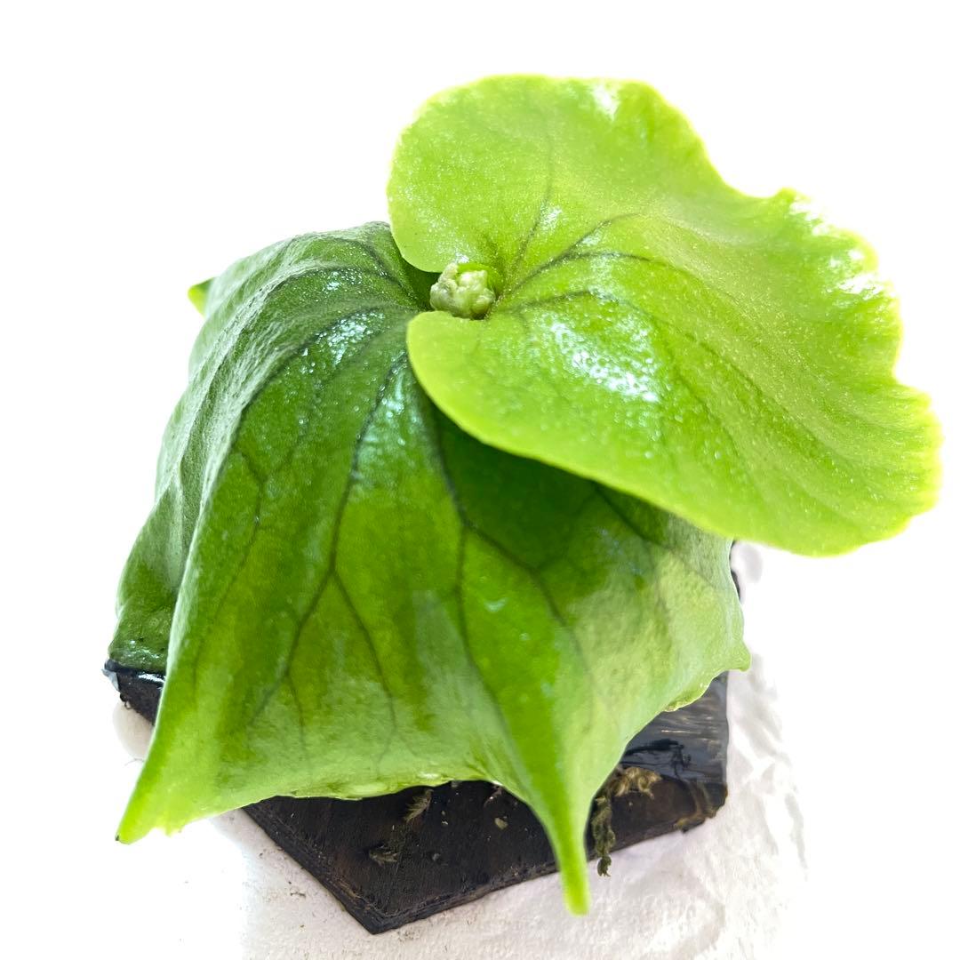 確認用チャンタブーン Chanthaboon コロ白×リドレイ 胞子培養株③