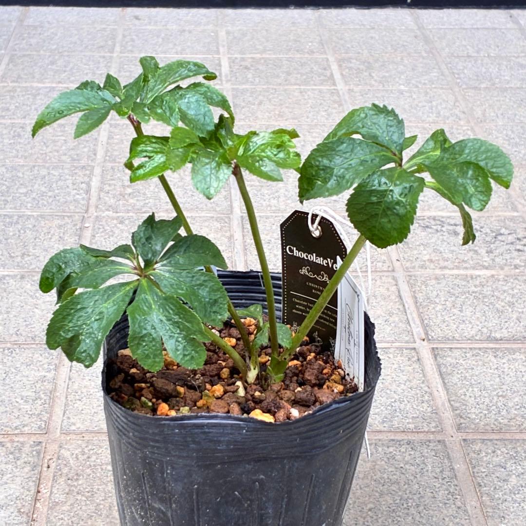 ち*ん様 ☘️ラスト2☘️タグ付き☘️新葉ワサワサ3279⭐️NEW⭐️Choc