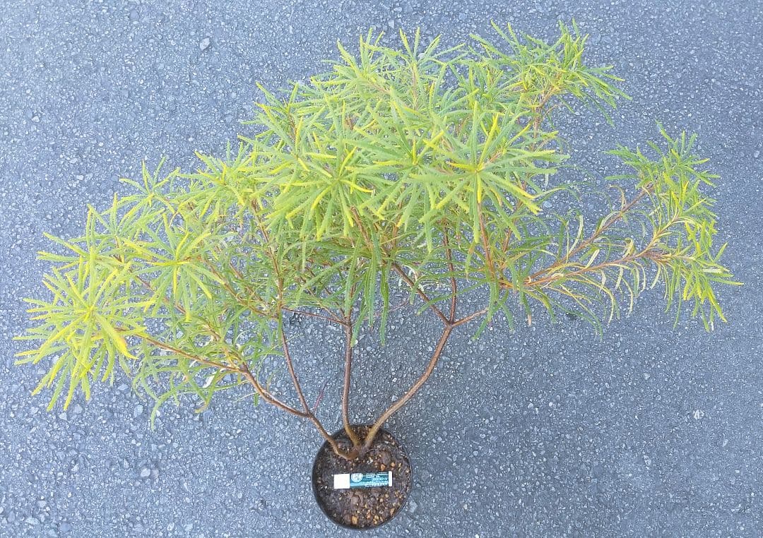 希少:バンクシア【ヘアピン:スピヌロサ】苗 観葉植物 オレンジイエロー